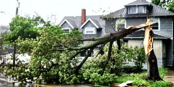 Storm Safety Tips for Tree Owners in Bellingham, WA