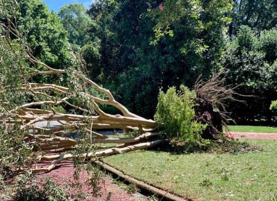 Spotting Tree Hazards Before Storm Season in Tupelo, Mississippi