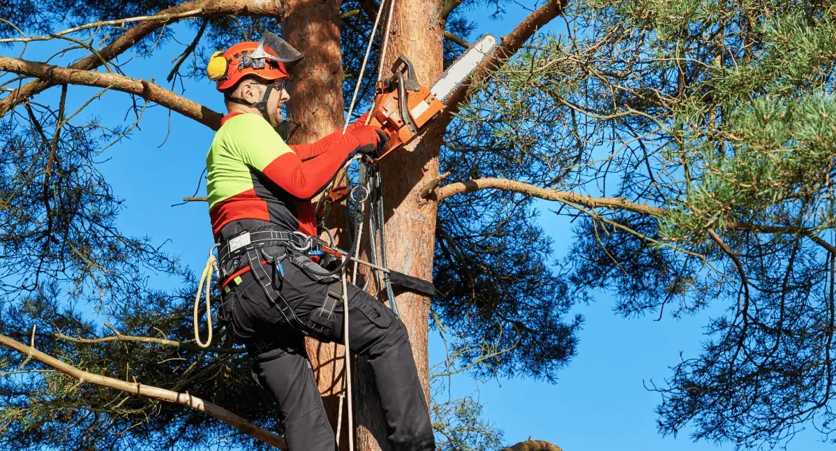 Why Choosing Certified Arborists in Cornelia and Gainesville, GA Matters for Tree Health